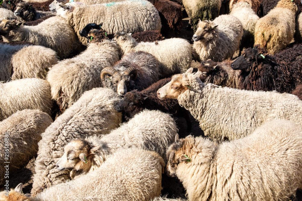 Fototapeta premium A flock of sheep driven together in a small space