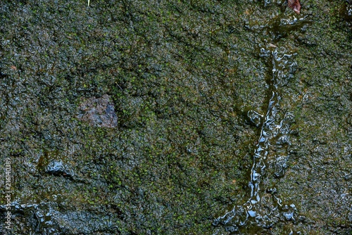 Greed moss in stone on green nature background.