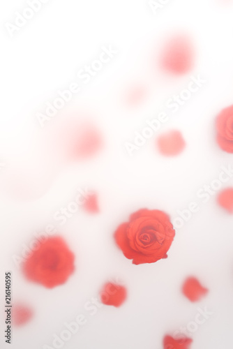 Floral pattern made of red roses on white background. Unfocused blur effect. Flat lay  top view. Valentine s background