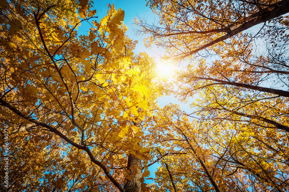 Fototapeta premium Autumn landscape. Autumn tree leaves sky background.