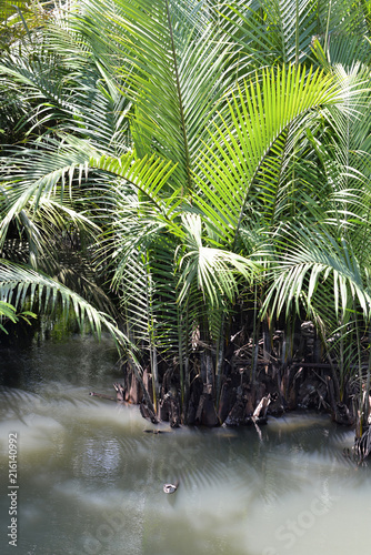 swamp in mindoro island photo