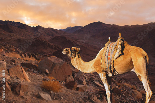 Sinai Mountain of Moses Egypt, Camel ship of the desert