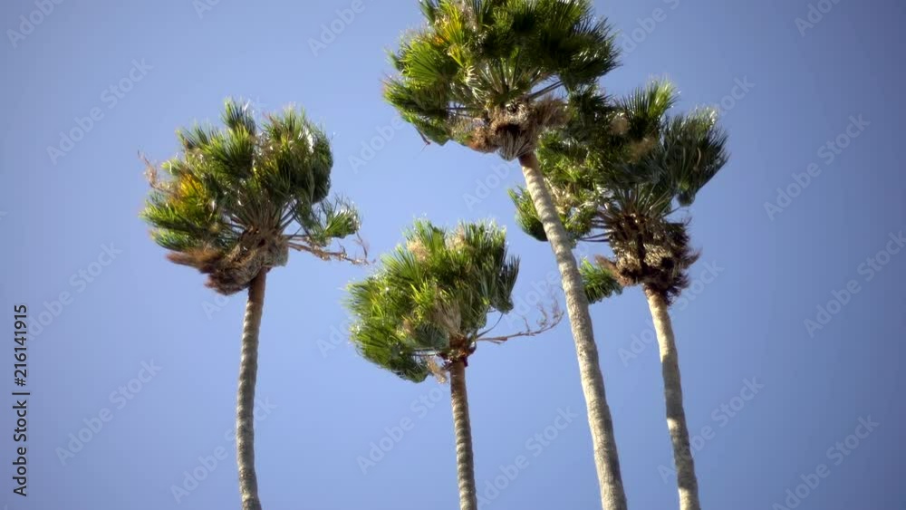 A windy day making palm trees swing around in the sky. A windy day making palm trees swing around in the sky.