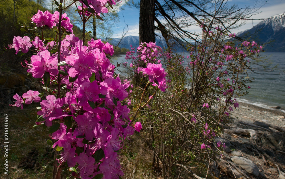 Obraz premium Russia. The South of Western Siberia, spring Mountain Altai. Blooming maralnik (Rhododendron) on the shore of lake Teletskoye.