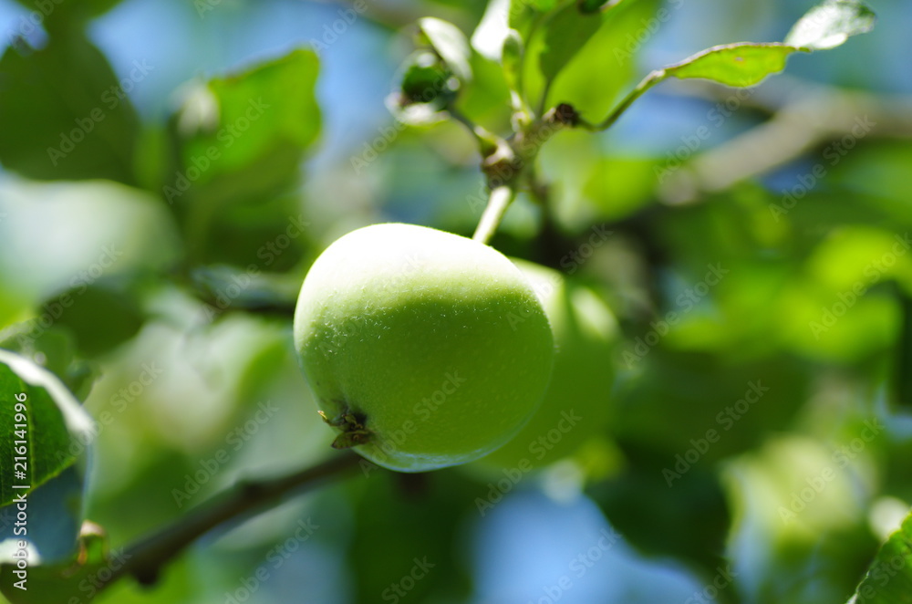 Apfel an Apfelbaum vor blauem Himmel Apfel an Apfelbaum vor blauem Himmel