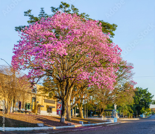 Pink trumpet tree in the city  photo
