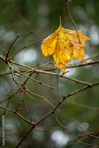 Last Autumn Leaf