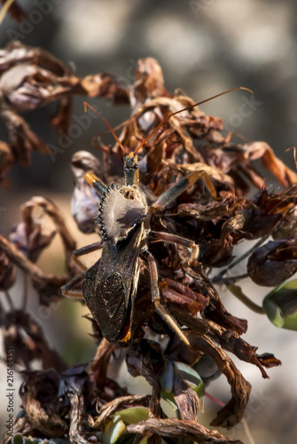 Wheel  bug photographed in Guarapari, Espírito Santo - Southeast of Brazil. Atlantic Forest Biome. Picture made in 2007. photo