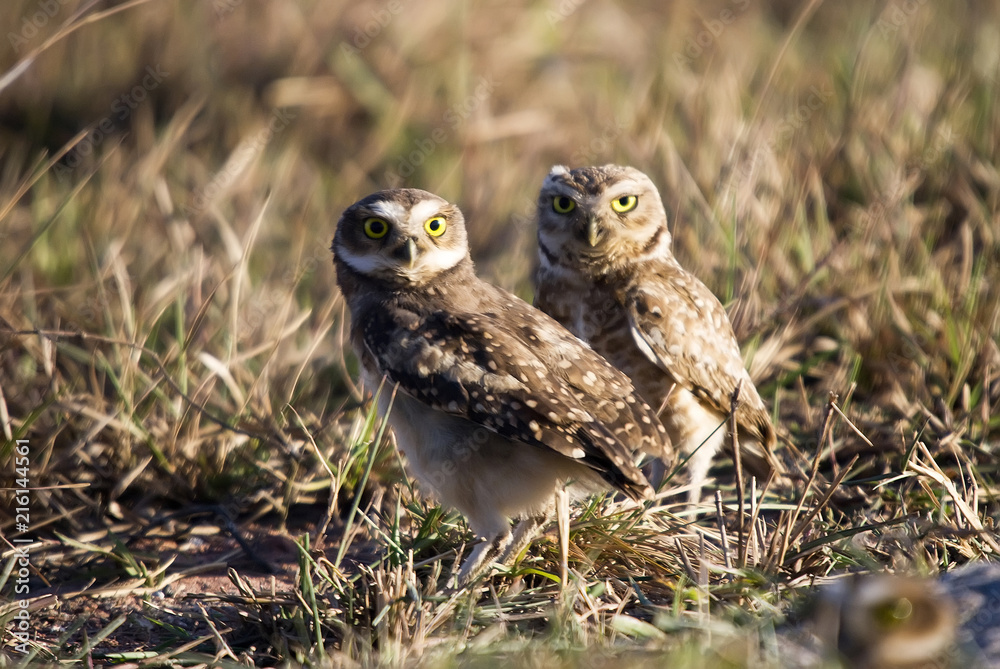 Burrowing Owl photographed in Guarapari, Espírito Santo - Southeast of Brazil. Atlantic Forest Biome. Picture made in 2007. Burrowing Owl photographed in Guarapari, Espírito Santo - Southeast of Brazil. Atlantic Forest Biome. Picture made in 2007.