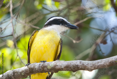 Great Kiskadee photographed in Guarapari, Espírito Santo - Southeast of Brazil. Atlantic Forest Biome. Picture made in 2007.