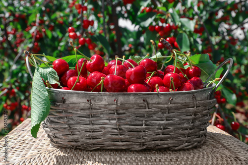 Basket with sweet ripe cherries outdoors