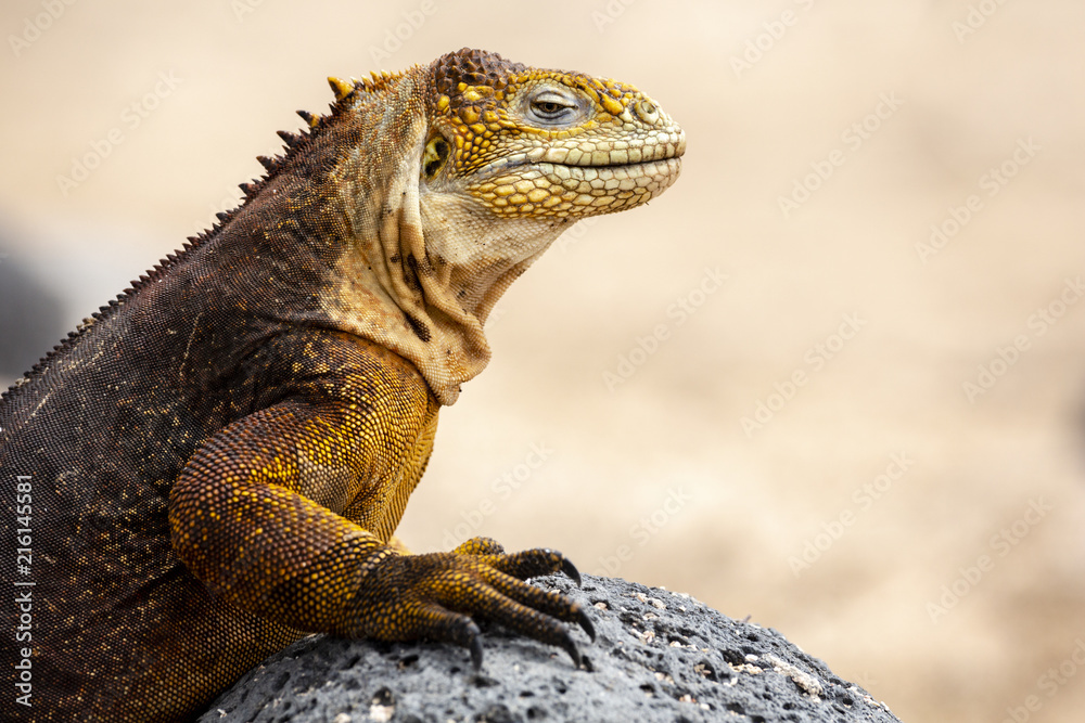 Fototapeta premium Galapagos Land Lguana (Conolophus subcristatus) in Galapagos Isl