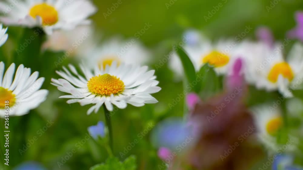 Sun lighting flare effect. Spring flowers under sunlight with selective focus and blurry background Sun lighting flare effect. Spring flowers under sunlight with selective focus and blurry background