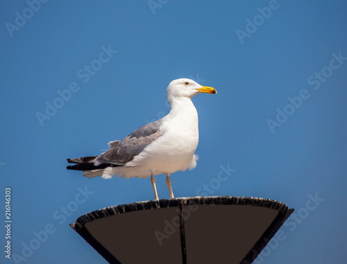 Seagull in the background of the sky