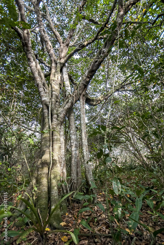 Forest Landscape photographed in Guarapari  Esp  rito Santo - Southeast of Brazil. Atlantic Forest Biome. Picture made in 2007.