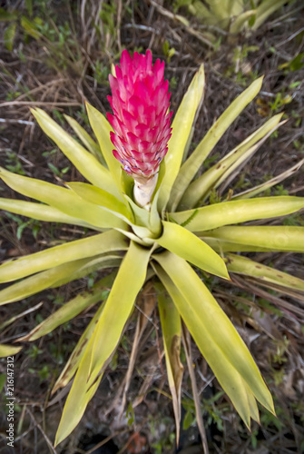 Bromeliad photographed in Guarapari  Esp  rito Santo - Southeast of Brazil. Atlantic Forest Biome. Picture made in 2007.