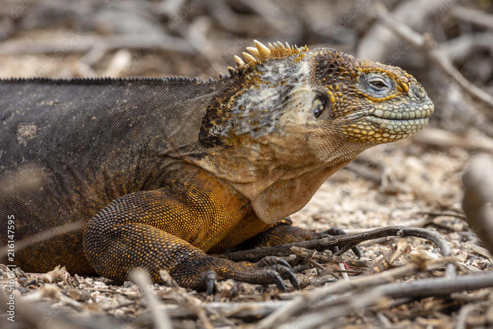 Galapagos Land Lguana (Conolophus subcristatus) in Galapagos Isl Galapagos Land Lguana (Conolophus subcristatus) in Galapagos Isl