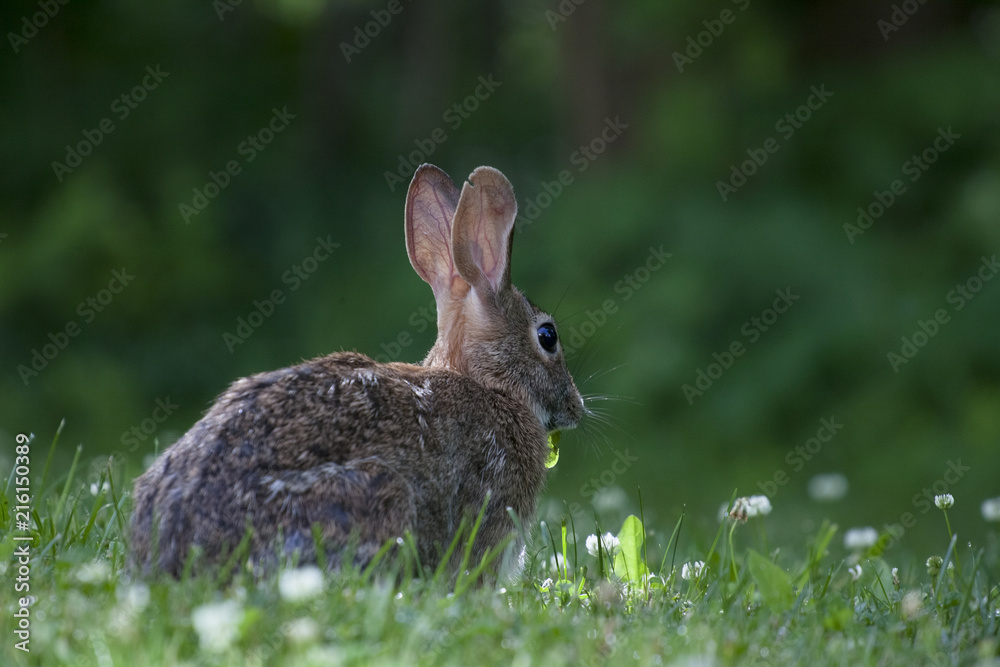 Cute bunny rabbit eating wild clover in a green forest on a sunny summer day Cute bunny rabbit eating wild clover in a green forest on a sunny summer day