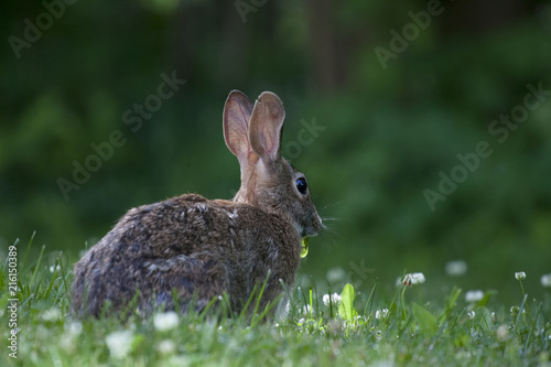 Cute bunny rabbit eating wild clover in a green forest on a sunny summer day © Maxamillion