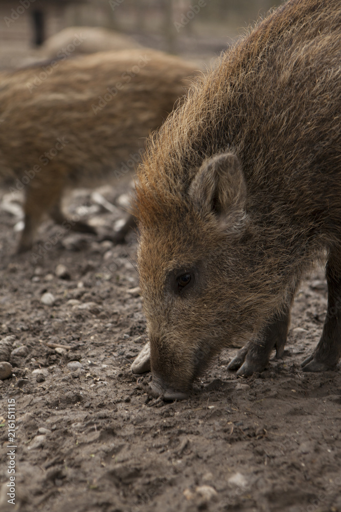 Boar feral pig young rookie in organic respectful petting farm Boar feral pig young rookie in organic respectful petting farm