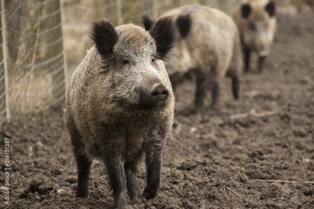 Boar feral pigs family in organic respectful petting farm Boar feral pigs family in organic respectful petting farm