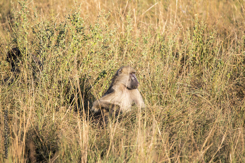 Big male Chacma Baboon, Papio ursinus griseipes, sitting in high grass, Bwabwata, Botswana photo