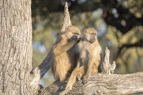 Hair Care Chacma Baboon, Papio ursinus griseipes, Bwabwata, Botswana photo