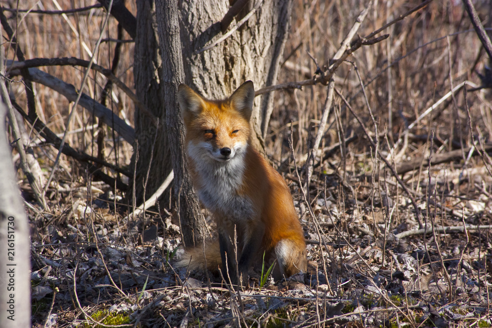 Fox lady sitting under a tree in the forest woods
