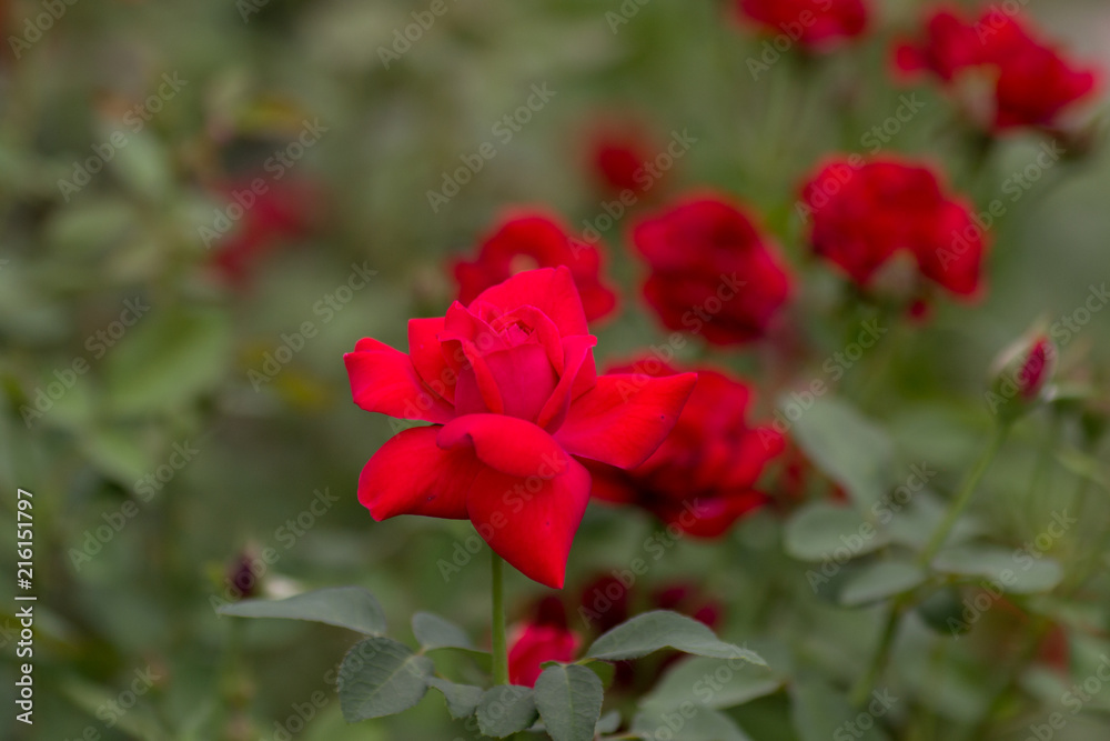 Red roses