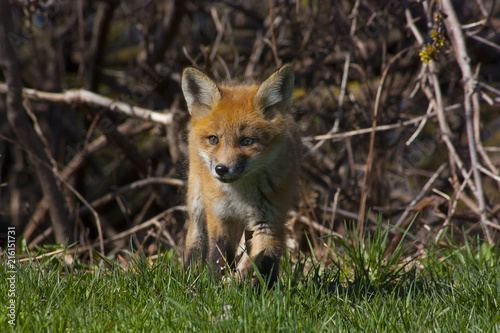 Cute little fox pup puppy walking out of the forest on to a glade with grass © Maxamillion