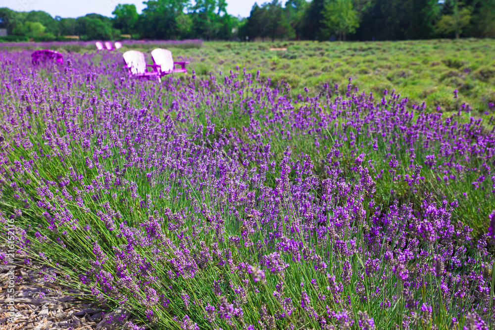 Naklejka premium Beautiful lavender field with adirondack chairs, Long Island New York