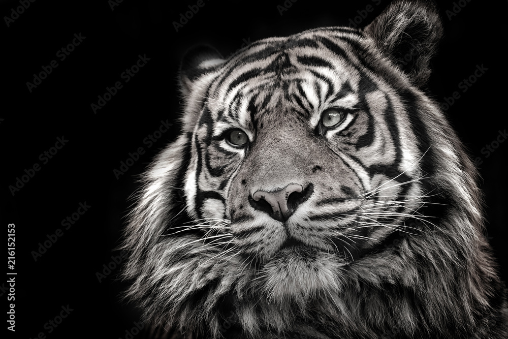 Naklejka premium Czarno-biały obraz tygrysa w wysokiej jakości