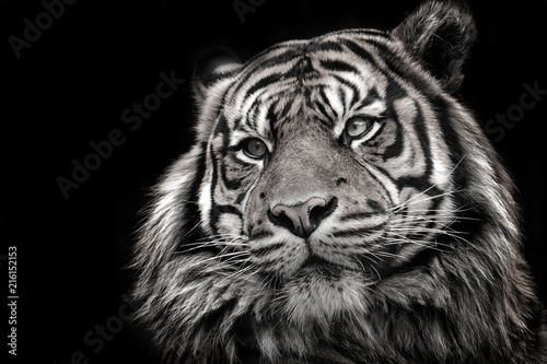 Black and white image of a tiger in high quality photo