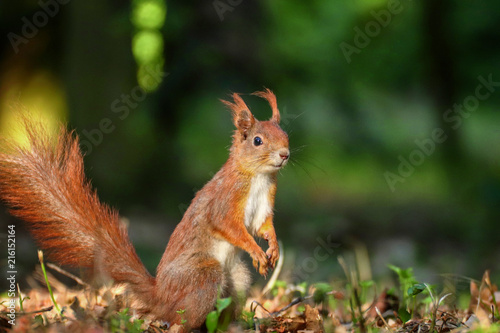 A standing squirrel in a forest. One of the cutest rodents.