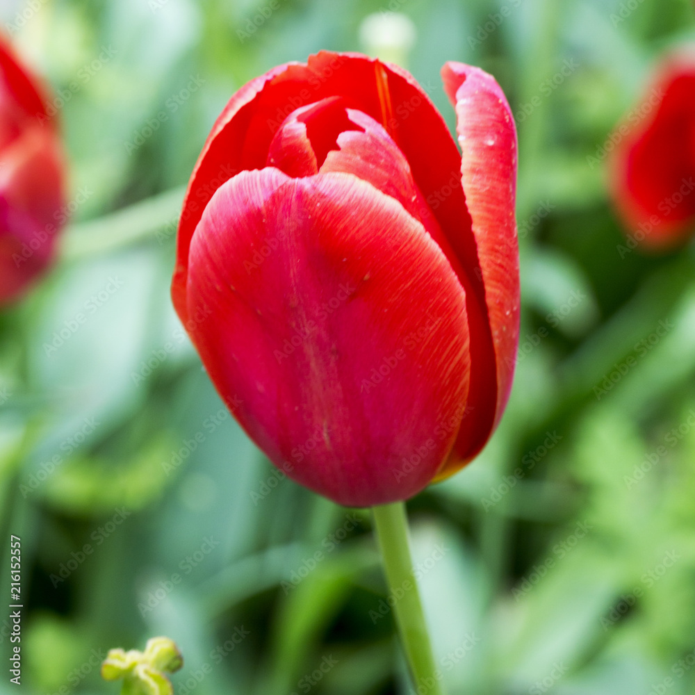 Fototapeta premium Red tulip in close up