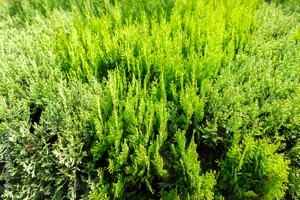 Green Thuja Branch top view background texture Green Thuja Branch top view background texture