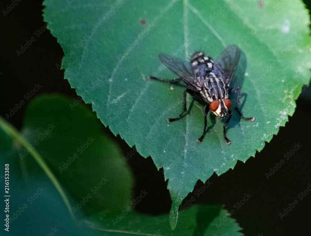 Naklejka premium Fliege