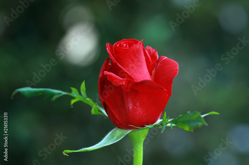 Close-up of a red rose growing in a garden 