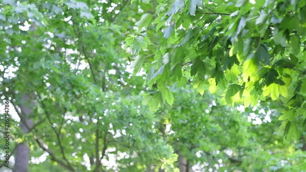 Forest scene with sun, lensflairs , lensflairs and particels in the air Forest scene with sun, lensflairs , lensflairs and particels in the air