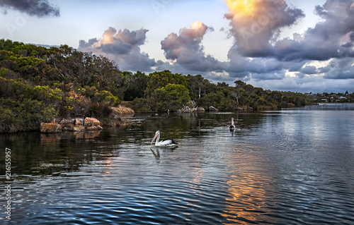 Pelicans on Blackwood River at sunset, Augusta, Western Australia, Australia