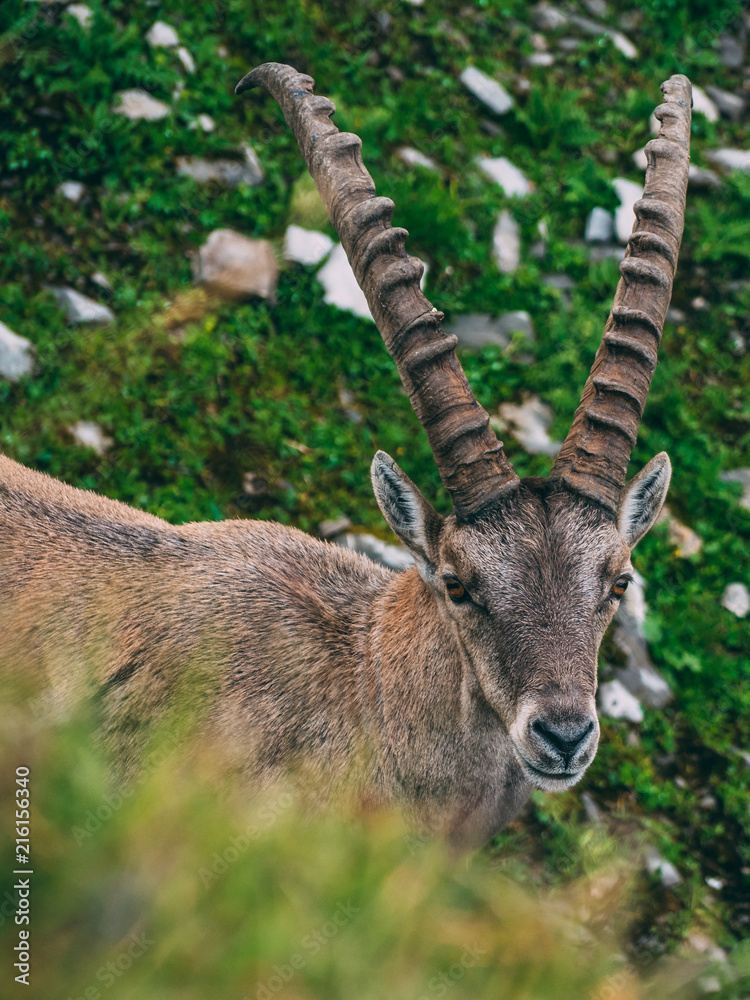 alpine capricorn Steinbock Capra ibex looking camera, brienzer rothorn switzerland alps