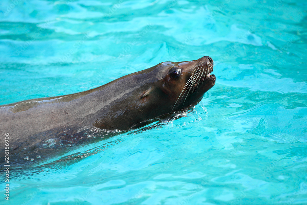 Obraz premium A sea lion swims and looks out of the water.