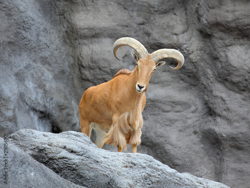 Barbary sheep on mountain photo