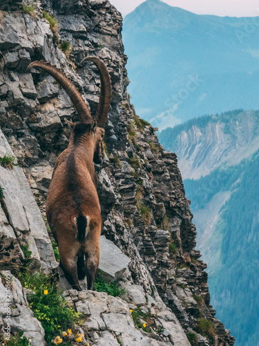 alpine capricorn Steinbock Capra ibex looking at the mountain scenery  brienzer rothorn switzerland alps