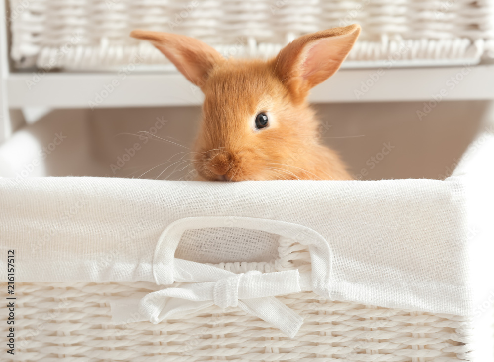 Cute fluffy bunny in wicker basket at home - obrazy, fototapety, plakaty 