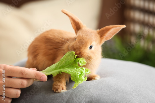 Woman feeding cute fluffy b...