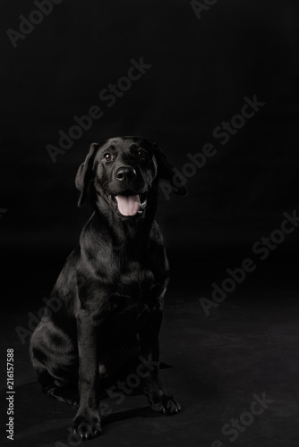 Young 4 Month Old Black Lab or Labrador Retriever Puppy Sitting Obedient Like A Good Boy