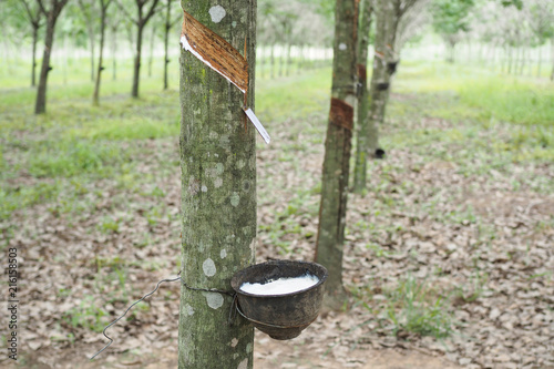 Rubber Latex extracted from rubber tree in thailand