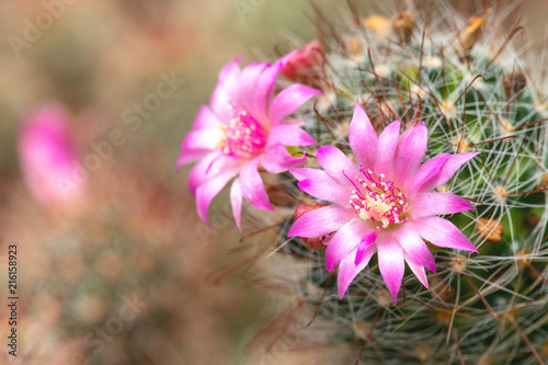 Beautiful pink flowers of cactus is blooming in daytime with strong sunlight.