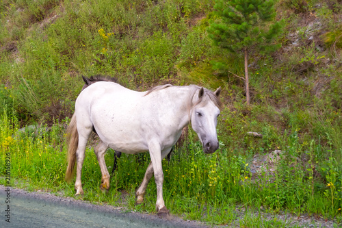 Fototapeta Naklejka Na Ścianę i Meble -  A lone white colored horse without a saddle and a bridle